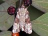 moth-image