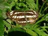 butterfly-image