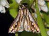 moth-image