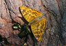 butterfly-image