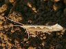 moth-image