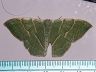 moth-image
