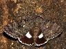 moth-image