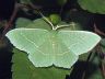 moth-image