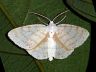 moth-image