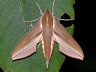 moth-image