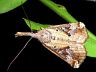 moth-image