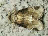 moth-image