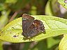 butterfly-image