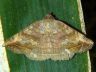 moth-image
