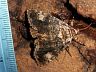 moth-image