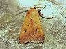 moth-image