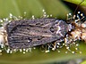moth-image