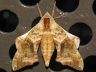 moth-image