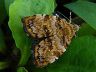 moth-image