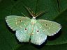 moth-image