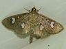 moth-image