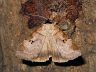 moth-image