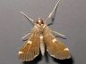 moth-image