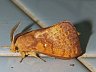 moth-image