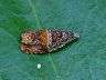 moth-image