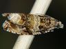 moth-image