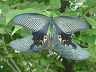 butterfly-image