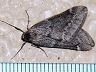 moth-image