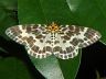 moth-image