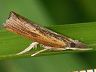 moth-image