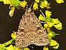 moth-image