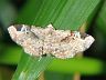 moth-image