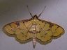 moth-image