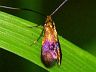 moth-image