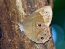 butterfly-image