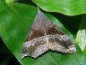 moth-image