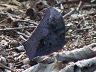 butterfly-image
