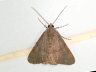 moth-image