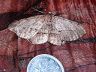 moth-image