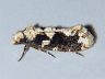 moth-image