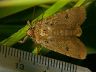 moth-image