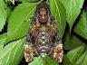moth-image
