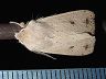 moth-image