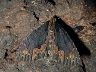 moth-image