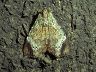 moth-image