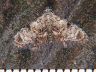 moth-image