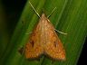 moth-image
