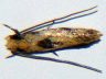 moth-image