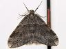 moth-image
