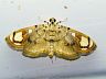moth-image
